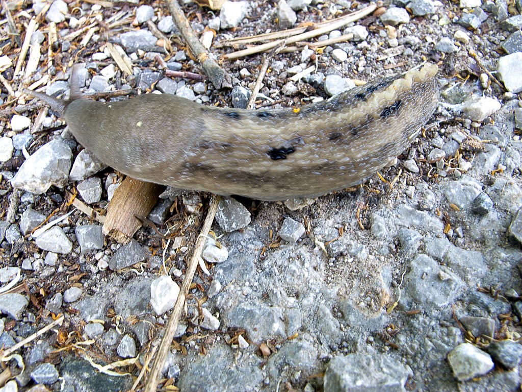 Limax cinereoniger-gruppo da Trieste